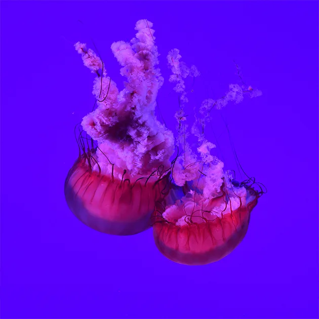 咪咕